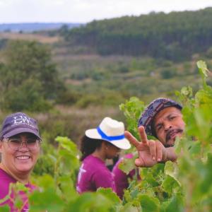 Lisbon grape harvest experience
