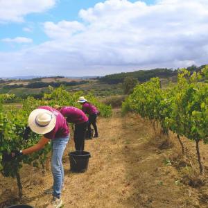 Lisbon grape harvest experience