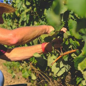 Lisbon grape harvest experience