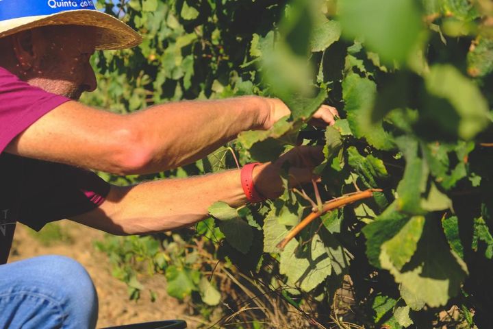 Lisbon grape harvest experience