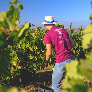 Lisbon grape harvest experience