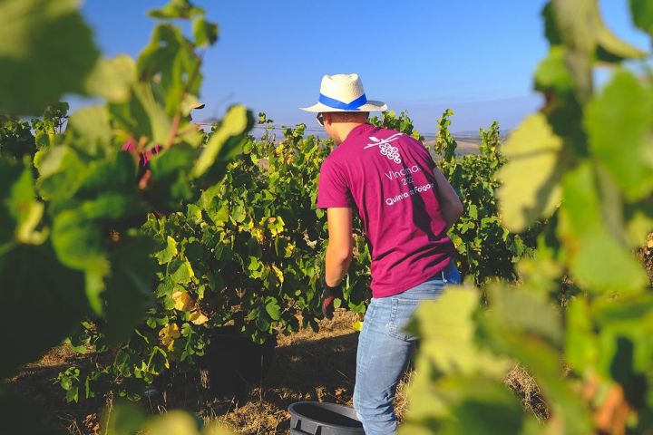 Lisbon grape harvest experience