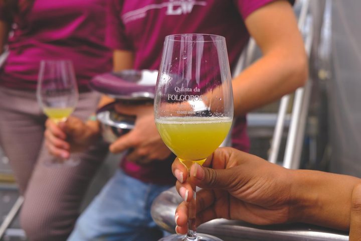 Lisbon grape harvest experience