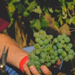 Lisbon grape harvest experience