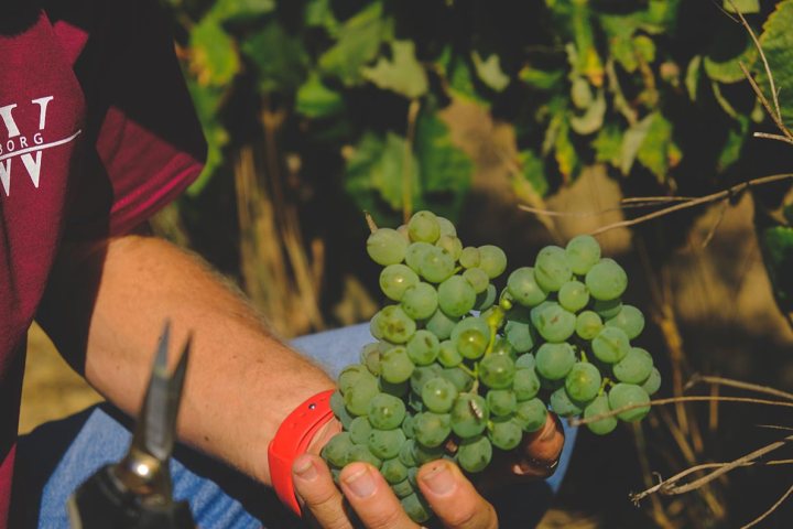 Lisbon grape harvest experience