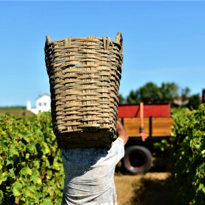 grape harvest in porto