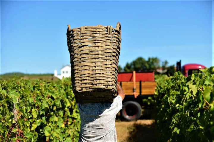 grape harvest in porto