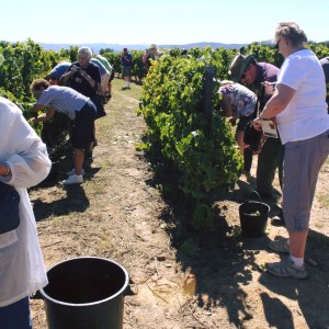 grape harvest in porto