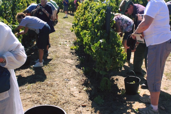 grape harvest in porto