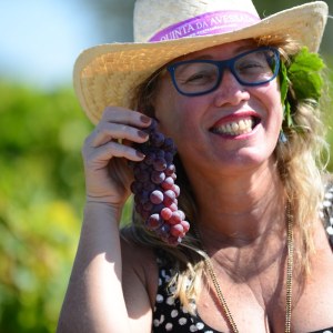 grape harvest in porto