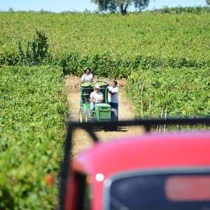 grape harvest in porto