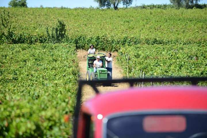 grape harvest in porto