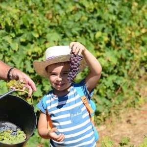 grape harvest in porto