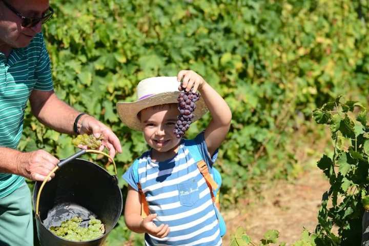 grape harvest in porto