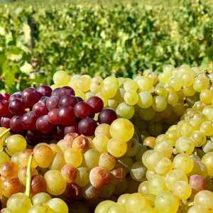 grape harvest in porto