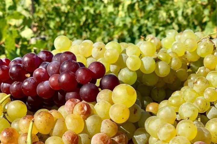 grape harvest in porto