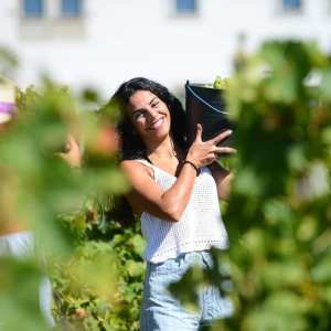 grape harvest in porto