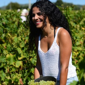 grape harvest in porto