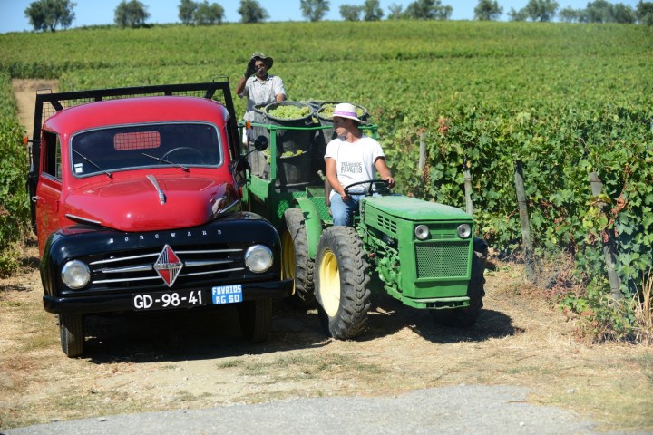 grape harvest in porto