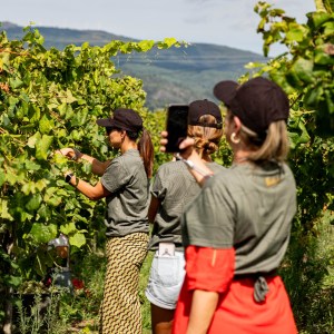 melgaço grape harvest