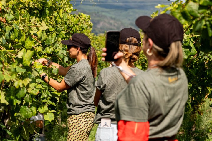melgaço grape harvest
