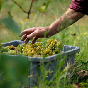 melgaço grape harvest