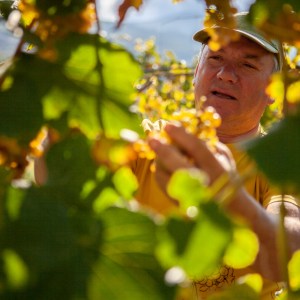 melgaço grape harvest