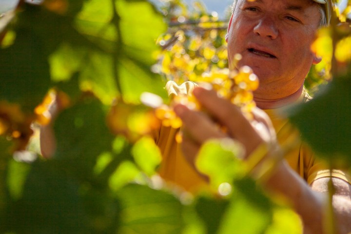 melgaço grape harvest