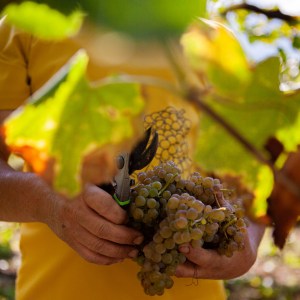melgaço grape harvest