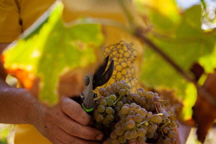 melgaço grape harvest