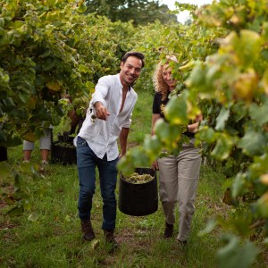 melgaço grape harvest