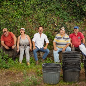 melgaço grape harvest
