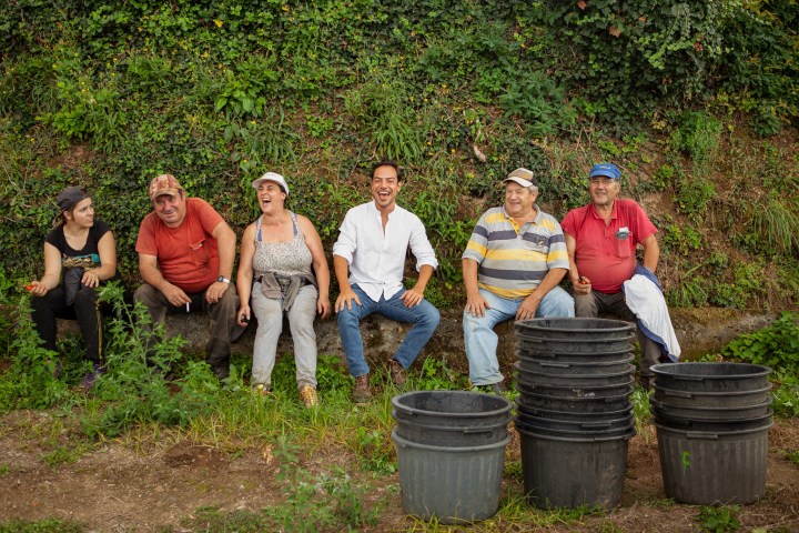 melgaço grape harvest