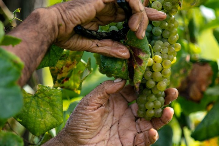 melgaço grape harvest