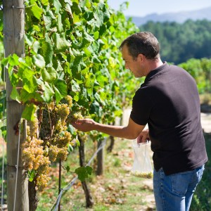 melgaço grape harvest
