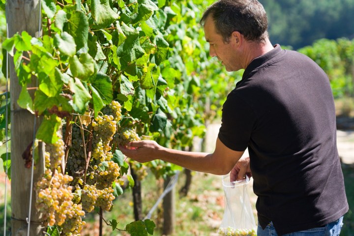 melgaço grape harvest