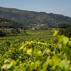 melgaço grape harvest