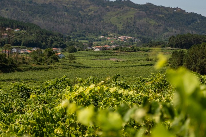 melgaço grape harvest