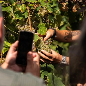 melgaço grape harvest