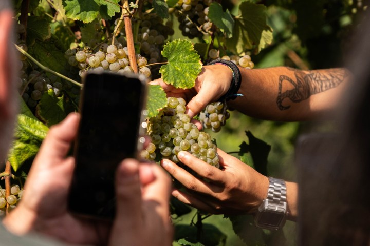 melgaço grape harvest