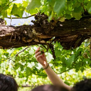 melgaço grape harvest
