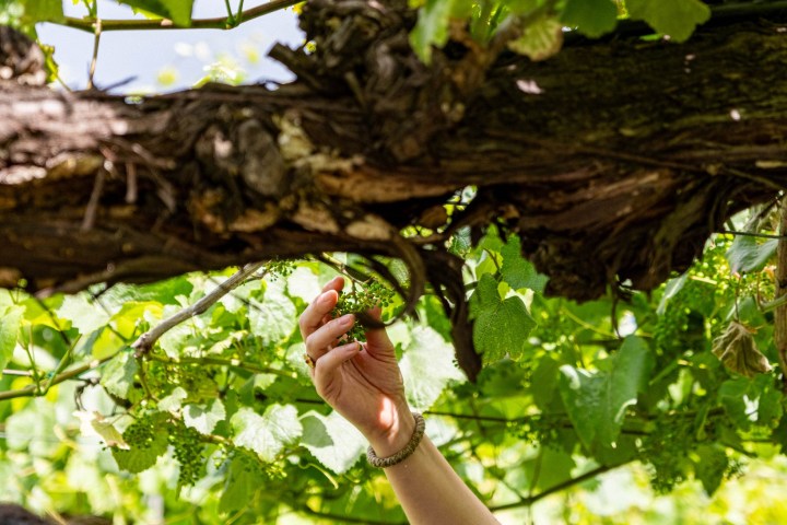 melgaço grape harvest