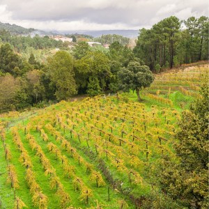 melgaço grape harvest