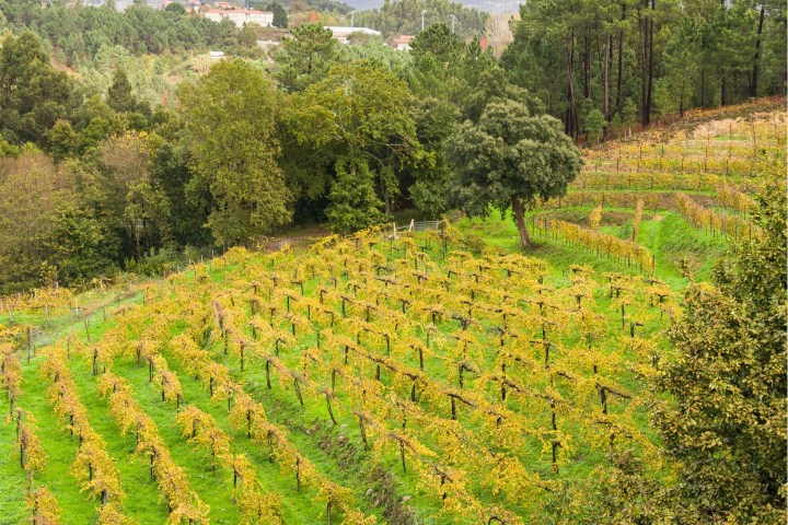 melgaço grape harvest