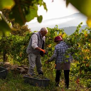 melgaço grape harvest