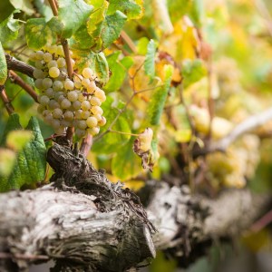 melgaço grape harvest
