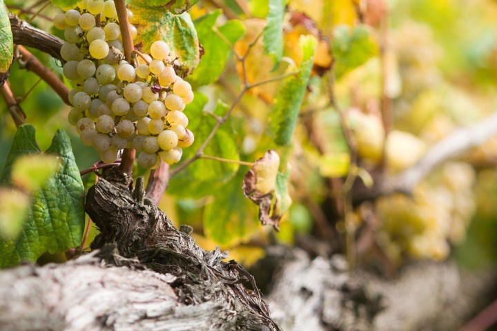 melgaço grape harvest