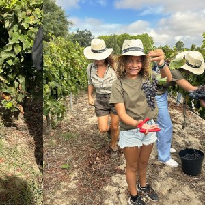 palmela harves grape tour