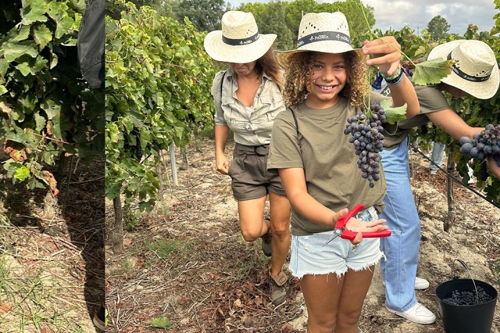 palmela harves grape tour