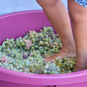 palmela harves grape tour